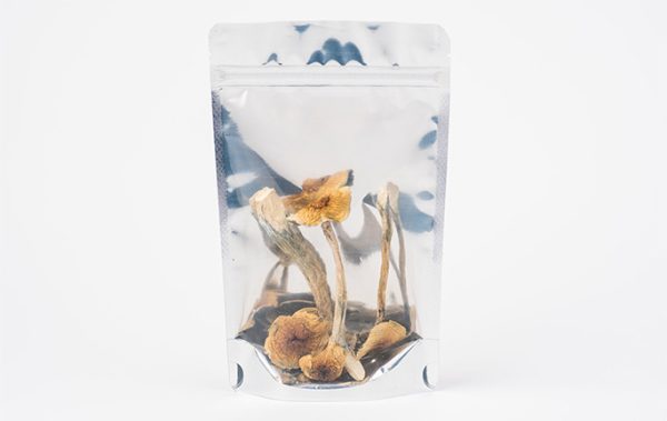dried magic mushrooms - golden teachers