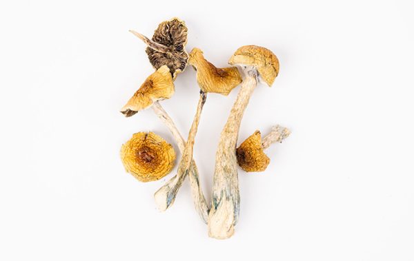 golden teacher psychedelic dried mushrooms