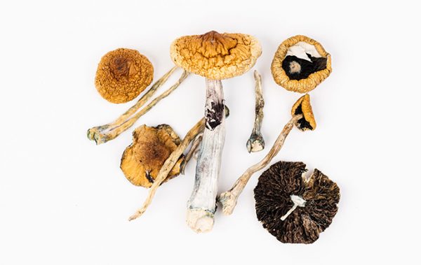 Dried Mushrooms – Penis Envy – 7g