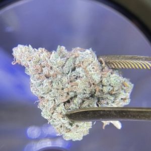 frozen gelato cannabis strain